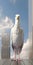 Guardian Pigeon: A Hyperrealistic Cityscape With Political Imagery