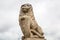 Guarding lion scrupture at the Royal castle in Lublin