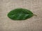 Guarea guidonia, leaf top - Adaxial face