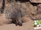 Guarging porcupine portrait