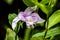 The guaria morada epiphyte orchid