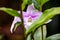 The guaria morada epiphyte orchid