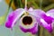 The guaria morada epiphyte orchid