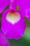 The guaria morada epiphyte orchid