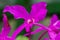 The guaria morada epiphyte orchid