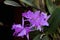Guaria Morada Orchid 837850