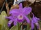 Guarianthe is a colorful purple flowers. Costa Rican national flower. Guaria morada