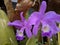 Guarianthe is a colorful purple flowers. Costa Rican national flower. Guaria morada