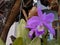 Guarianthe is a colorful purple flowers. Costa Rican national flower. Guaria morada