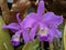 Guarianthe is a colorful purple flowers. Costa Rican national flower. Guaria morada