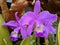 Guarianthe is a purple orchids flower. Guaria morada orchid