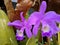 Guarianthe is a purple orchids flower. Guaria morada orchid