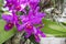 Guarianthe skinneri is the national flower of Costa Rica, where it is known as guaria morada