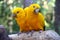 Guaruba guarouba - Yellow Brazilian parrot