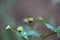 Guasca flowers Galinsoga parviflora