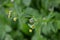 Guasca flowers Galinsoga parviflora, a wide distributed invasive species