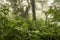 Guatemala Jungle Landscape