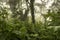 Guatemala Jungle Landscape
