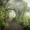 Guatemala Jungle Landscape