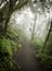 Guatemala Jungle Path Landscape