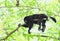 Guatemalan Black Howler Monkey - Male