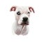 Guatemalan Dogo, Dogo Guatemalteco dog digital art illustration isolated on white background. Guatemala origin mastiff dog. Pet