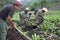 Guatemalan Indian men work together in corn field