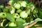 Guava in basket