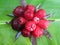 Guava bol is a fruit tree of the guava family with the scientific name syzgium malaccense.
