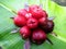 Guava bol is a fruit tree of the guava family with the scientific name syzgium malaccense.