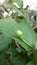 Guava bud with leaves