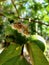 guava eaten by birds.on a tree