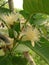 guava flower