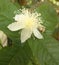 Guava flower.