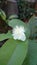 Guava flower with leaves