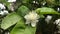 Guava flower with leaves and bud