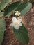 Guava flowers blooming