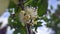 guava flowers on a lush tree at front home