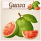 Guava fruit. Cartoon vector icon