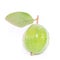 Guava fruit Psidium guajava with large stalk and leaf isolated on white