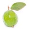 Guava fruit Psidium guajava with large stalk and leaf isolated on white