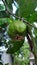 guava fruit that is still attached to the tree trunk