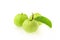 Guava fruit,  on a white background, tropical fruit