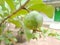 Guava klutuk looks fresh with a drop of water on the fruit