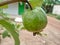 Guava klutuk looks fresh with a drop of water on the fruit