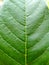 guava leaf bone texture. leaves are still green