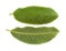 Guava leaves on white background