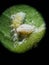 Guava mealy bug lay eggs on leaf.