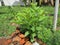 The guava plant that grows on its own looks healthy and the leaves are green