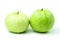Guava Psidium guajava are fresh green fruit. rich in vitamins have a taste sour and sweet on isolated white background and